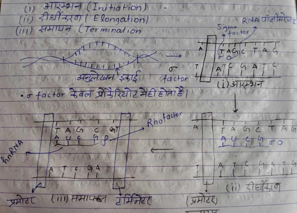 अनुवादन आनुवंशिक कूट : प्रतिलेखन प्रक्रिया के चरण: आरंभन, दीर्घीकरण, समापन, हिंदी में।