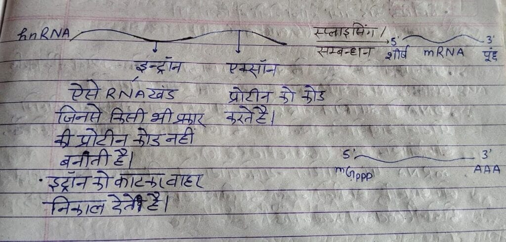 RNA प्रसंस्करण