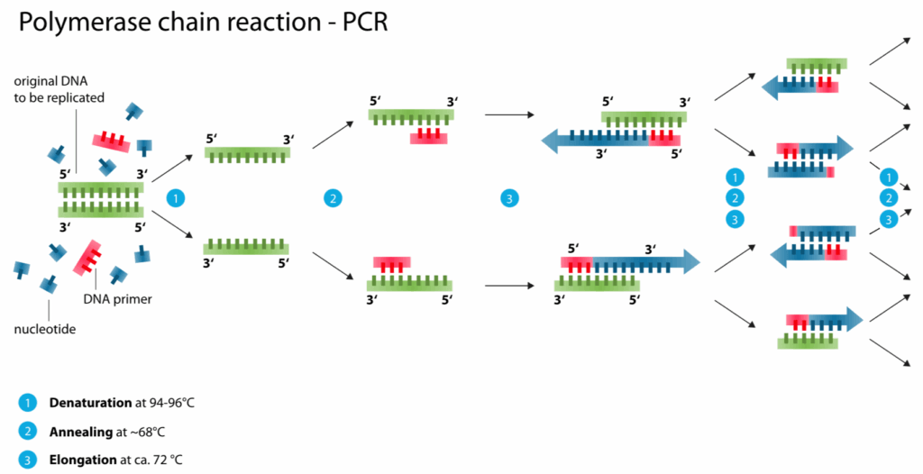 DNA फिंगरप्रिंटिंग PCR क्रिया