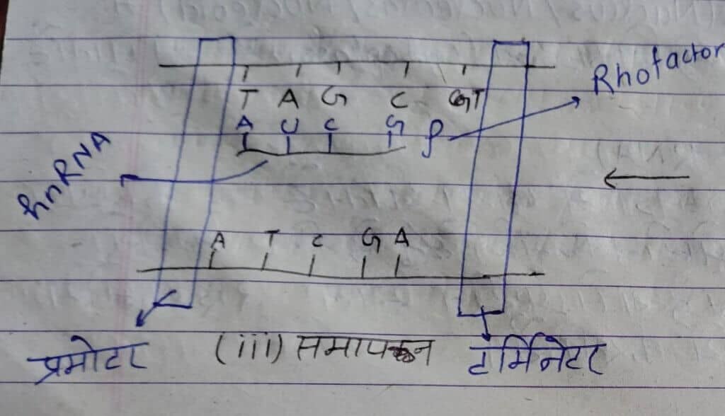 अनुवादन 