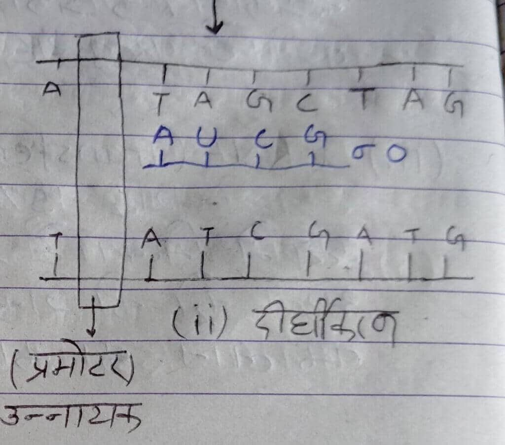 अनुवादन 