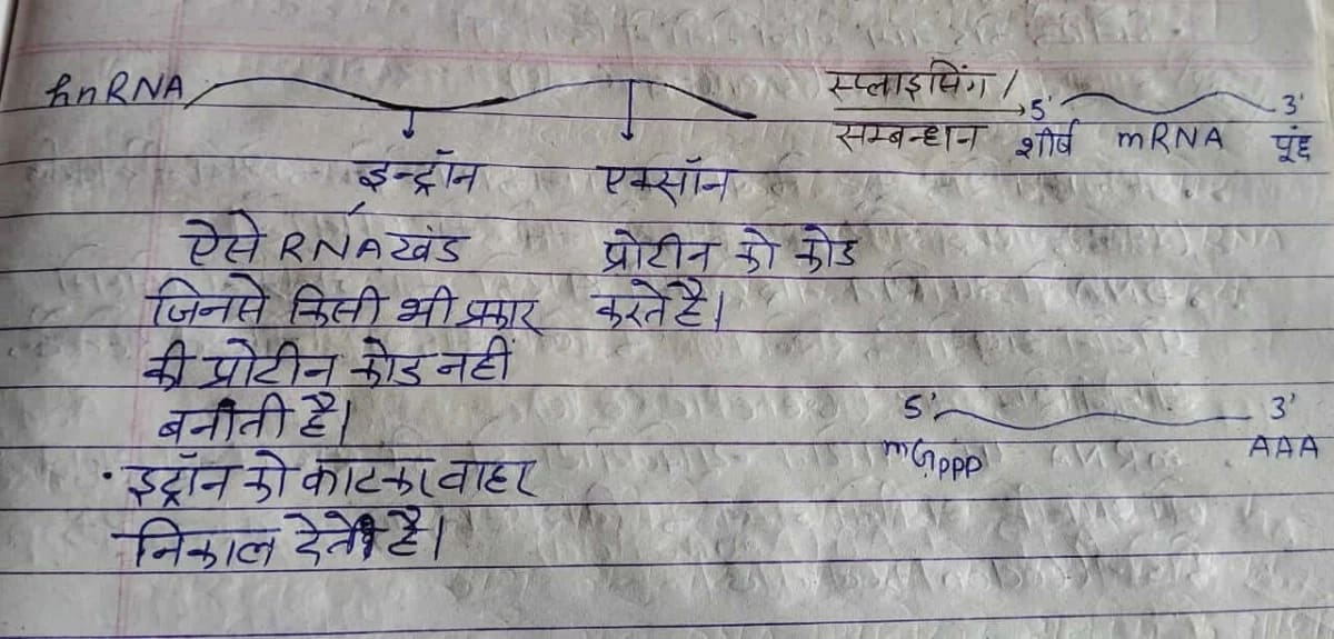 hnRNA स्प्लिसिंग का हस्तलिखित आरेख, इंट्रॉन और एक्सॉन हटाना।