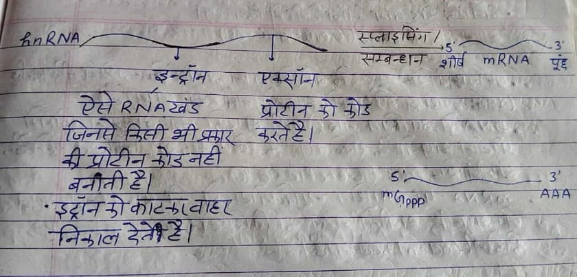 hnRNA स्प्लिसिंग का हस्तलिखित आरेख, इंट्रॉन और एक्सॉन हटाना।