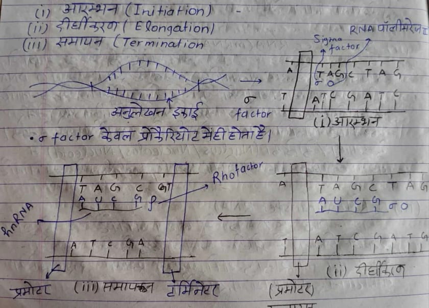 अनुवादन आनुवंशिक कूट : प्रतिलेखन प्रक्रिया के चरण: आरंभन, दीर्घीकरण, समापन, हिंदी में।